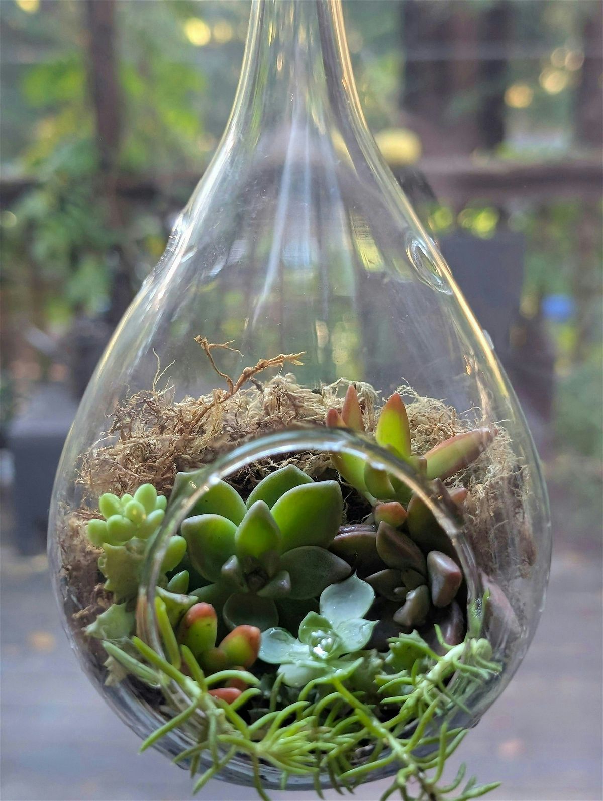 Succulent Bulb Arrangement Workshop, 7 December | Event in Scotts Valley | AllEvents