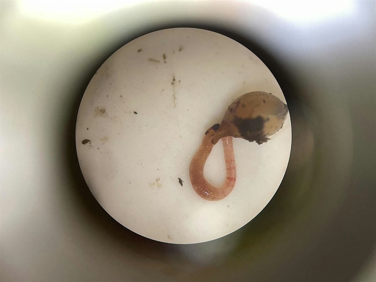 FREE Workshop: Under the Microscope - Living Soils, 20 June | Event in Victoria | AllEvents