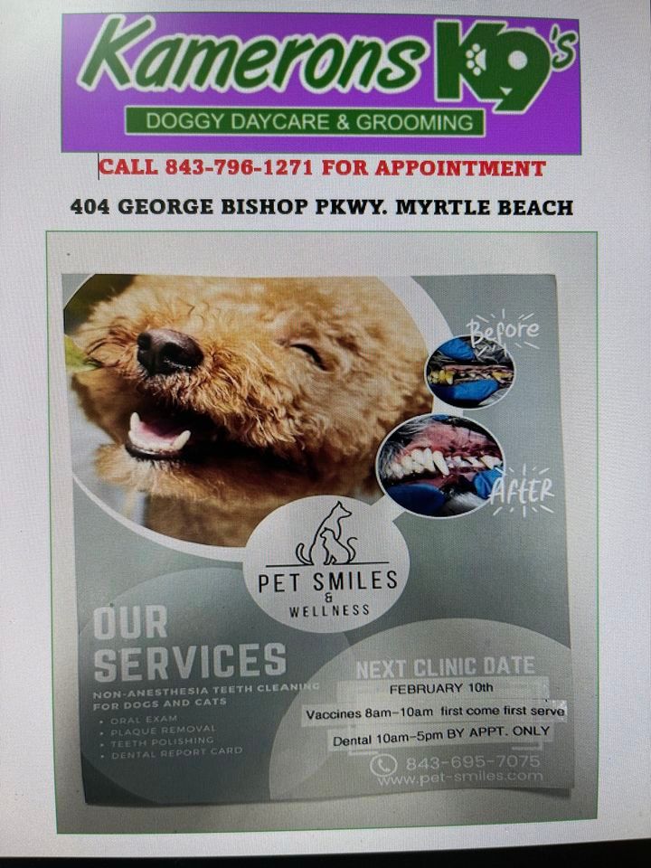 Shot clinic and low cost teeth cleaning, Kamerons K9’s Doggy Daycare