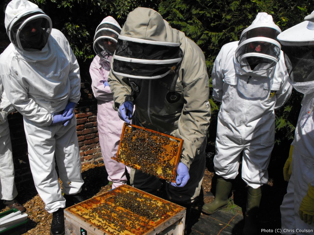 Beekeeping taster sesssion, 23 May | Event in Beverley | AllEvents