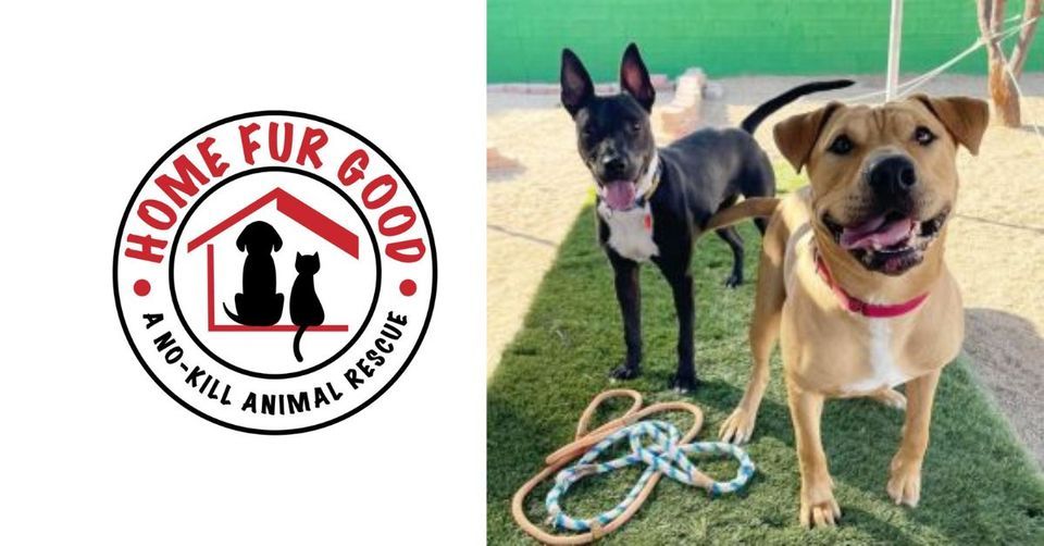 Home Fur Good Pet Rescue, My Pet Market, Tempe, December 15 2023