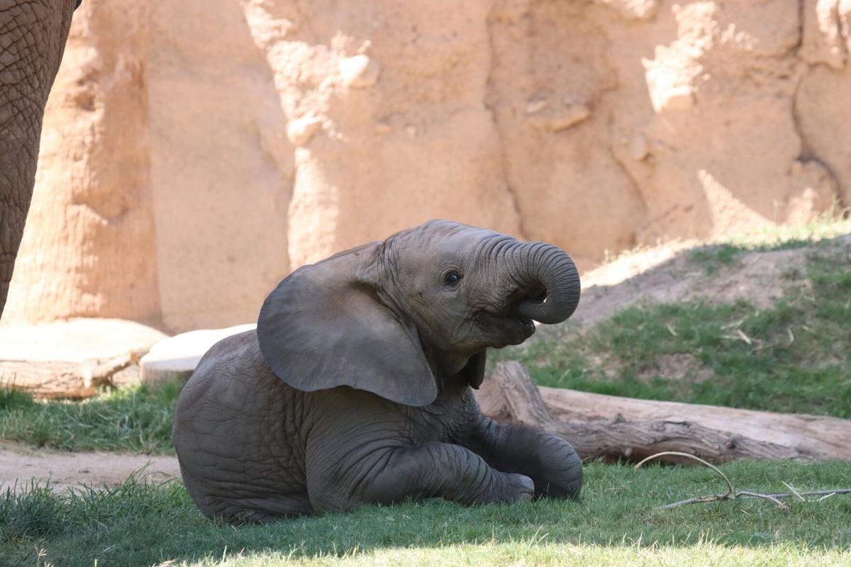 Parking Water For Elephants - Lubbock, 17 January | Event in Lubbock | AllEvents