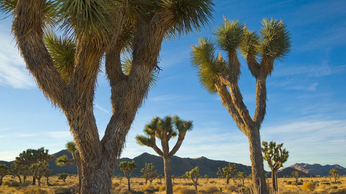 National Geographic Live - Palm Desert, 18 January | Event in Palm Desert | AllEvents