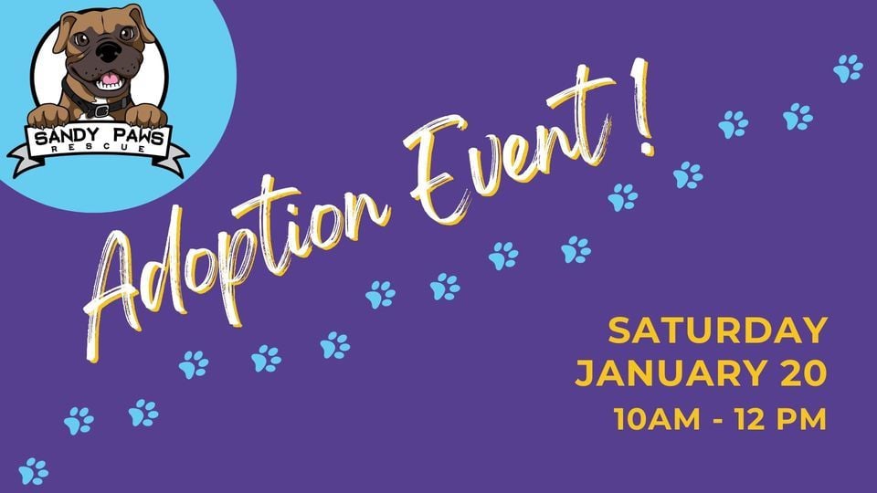 Meet The Adoptable Pups Of Sandy Paws Rescue Undergroundd Fitness meet-the-adoptable-pups-of-sandy-paws-rescue-undergroundd-fitness