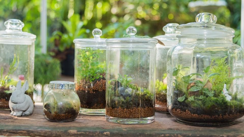 Make Your Own Terrarium Registration is open now!, Learning Express Toys of Cypress, 21 June