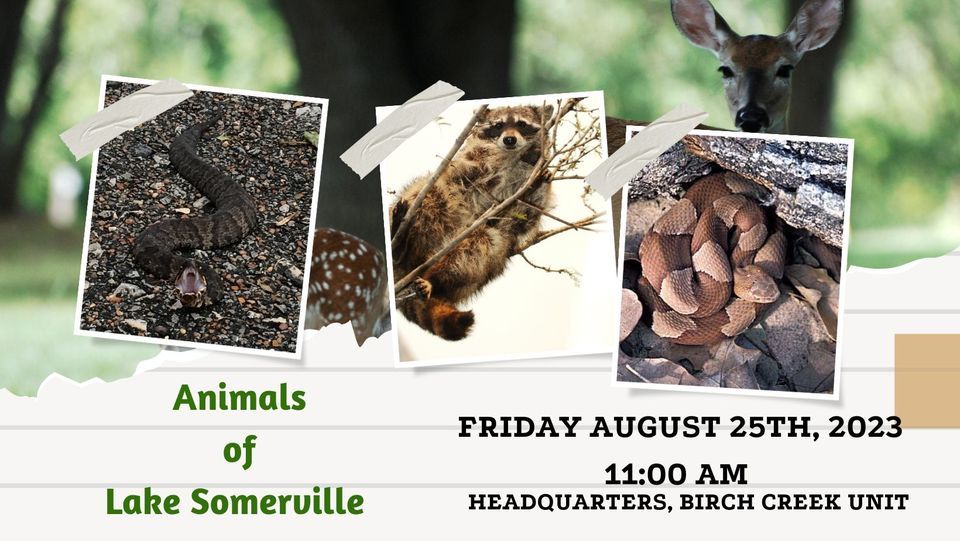 Animals of Lake Somerville , Lake Somerville Birch Creek State Park