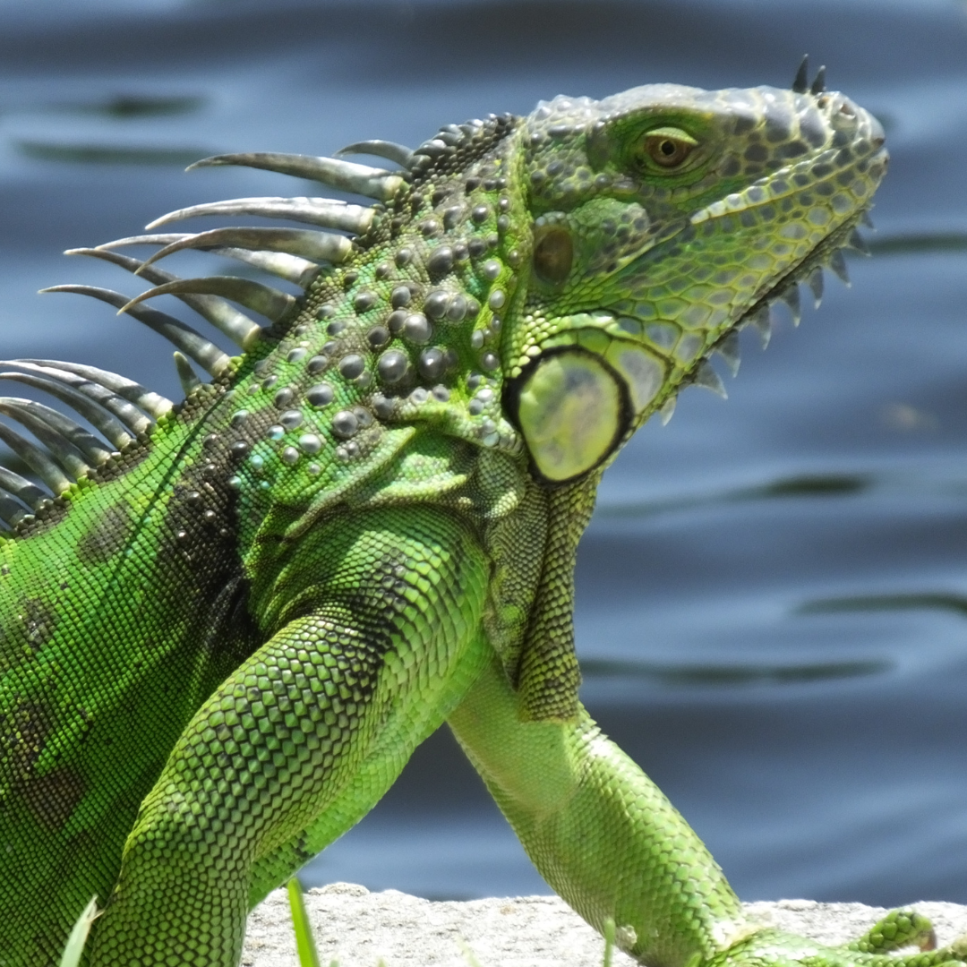 Green Iguanas Bundle, 1 January | Event in Sutton | AllEvents