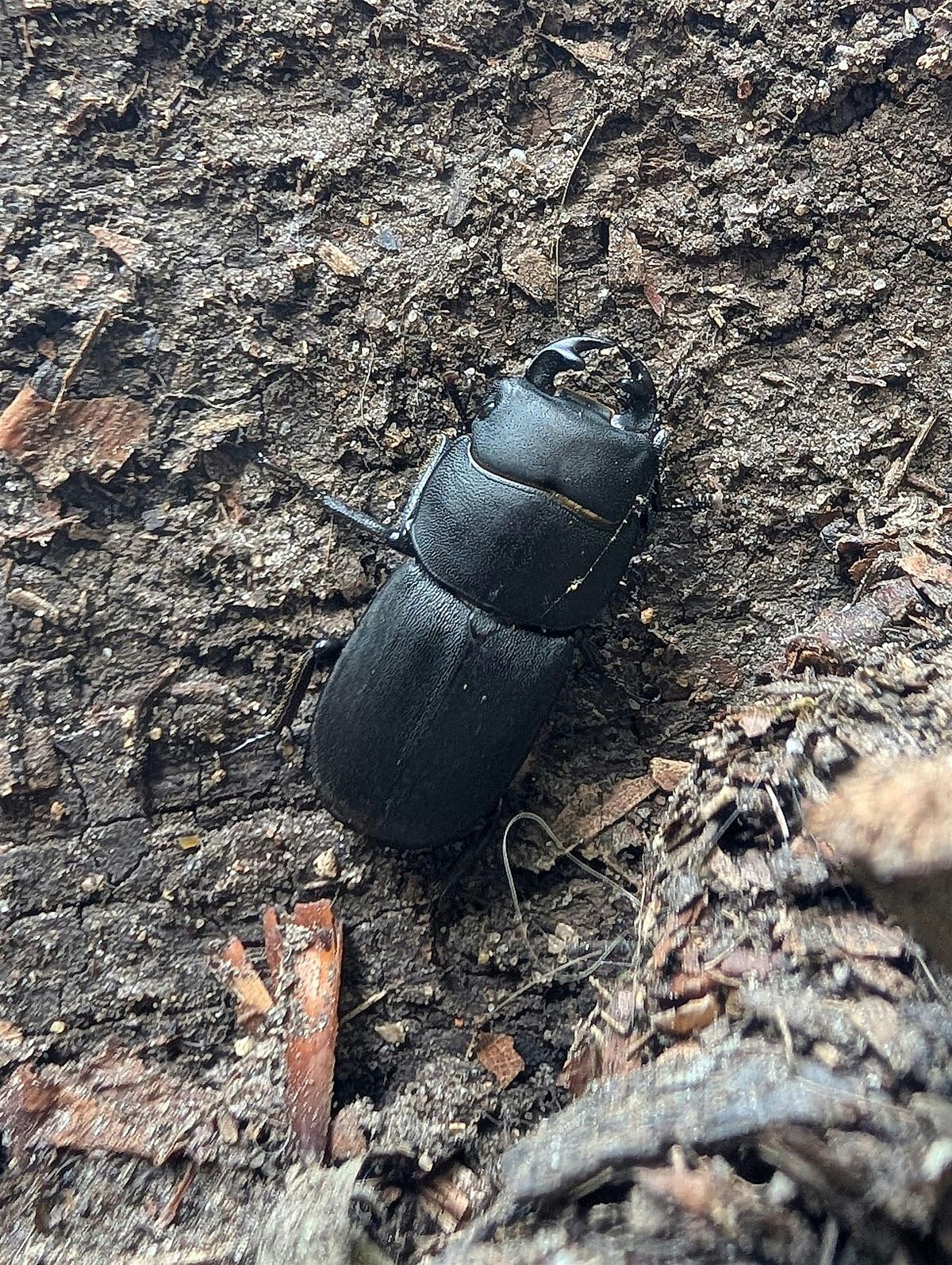 Spring Bioblitz at Sydenham Hill and Dulwich Wood: Insects and ...