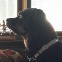 Attendee