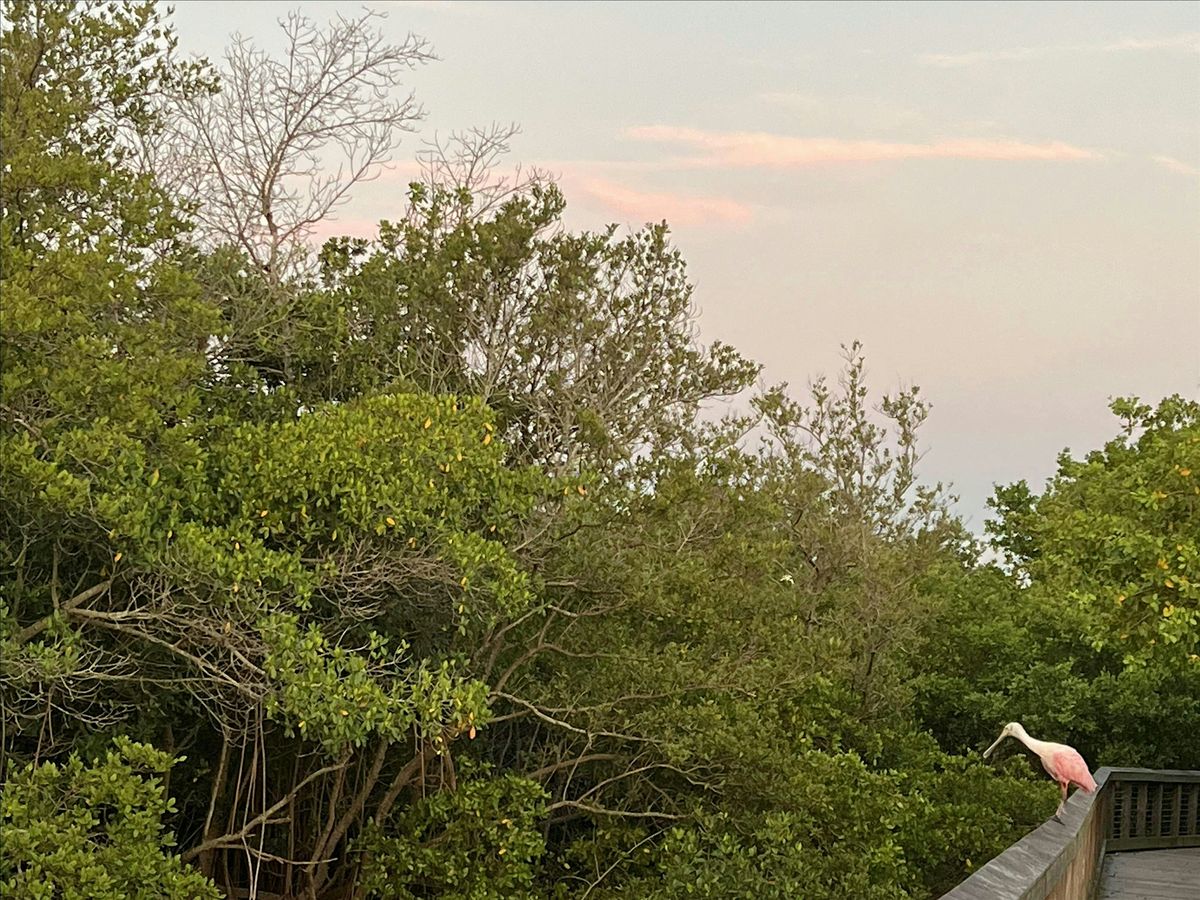 Mangroves for Healthy Shorelines and Water Quality, 25 September | Event in Stuart | AllEvents