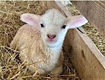 Newborn Lamb Pastel Painting | Cheryl Bielli, instructor | Event in Gloversville | AllEvents