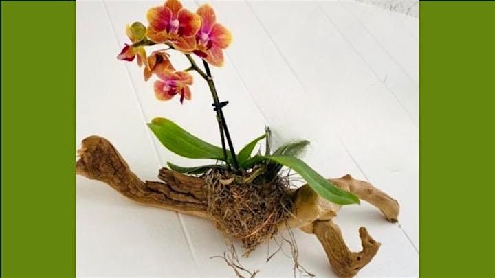 Rooted in Air: Mounting Orchids on Driftwood, 19 October | Event in Orlando | AllEvents