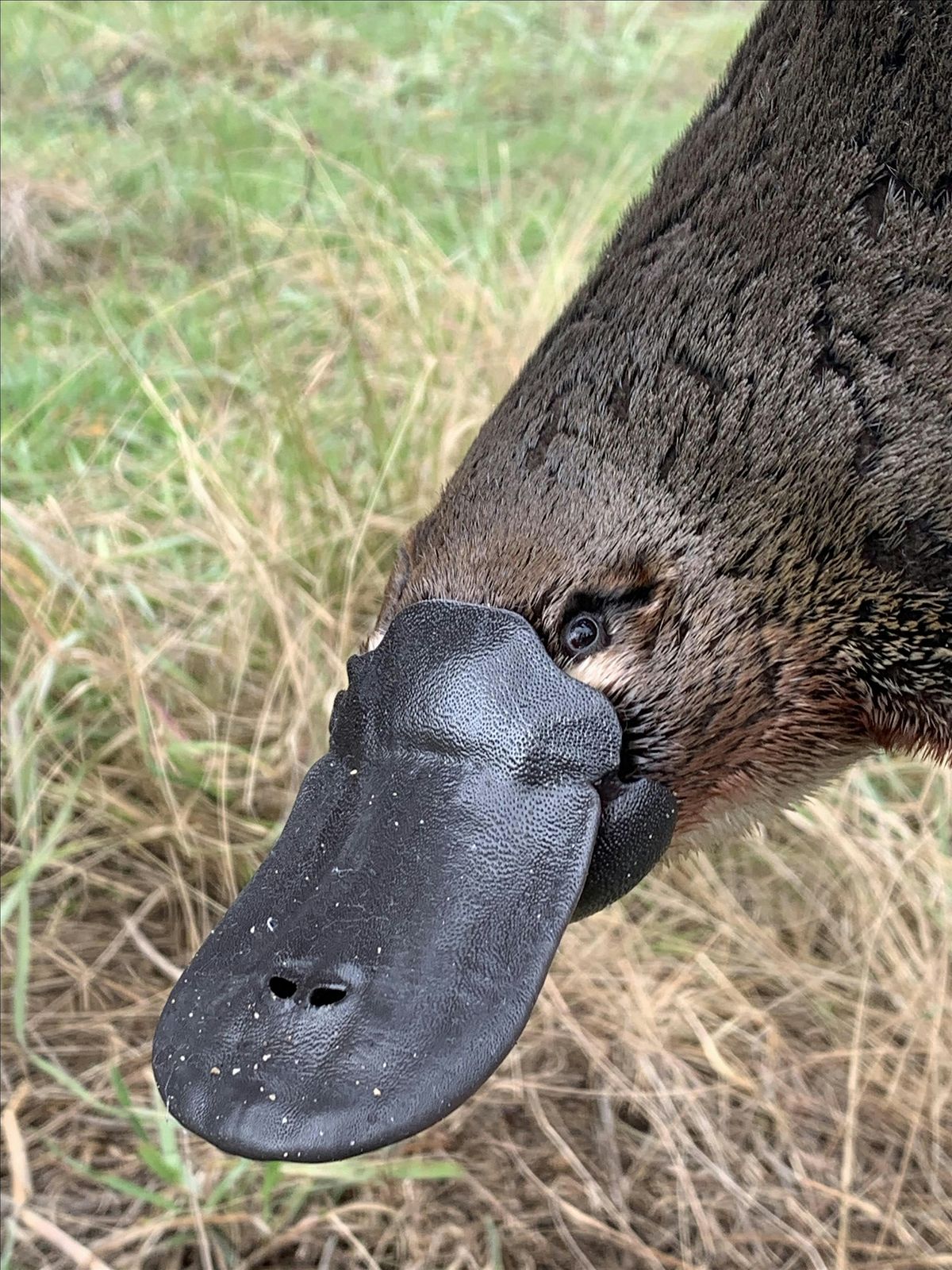 Platypus Month 2025 - Launch Event, 2 August | Event in Canberra | AllEvents