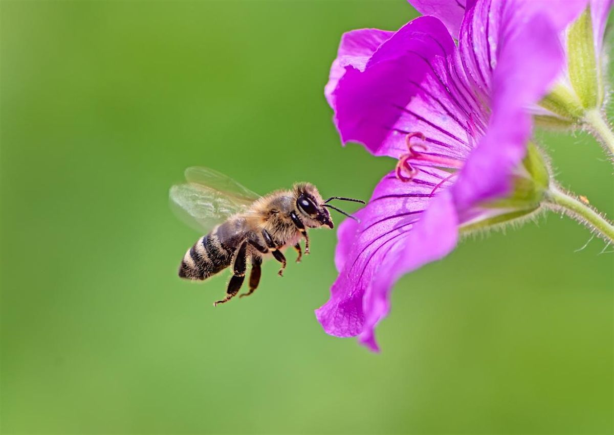Introduction to Beekeeping: Summer Hive Life, 9 August | Event in Burlington | AllEvents