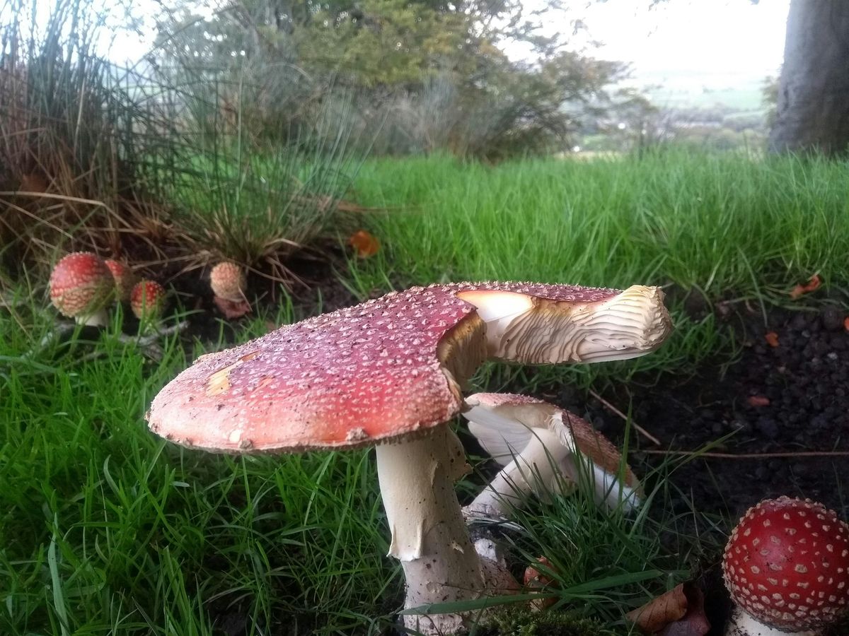 Glossop woods & moorland mushroom forage - waxcaps and interesting Species, 26 October | Event in Glossop