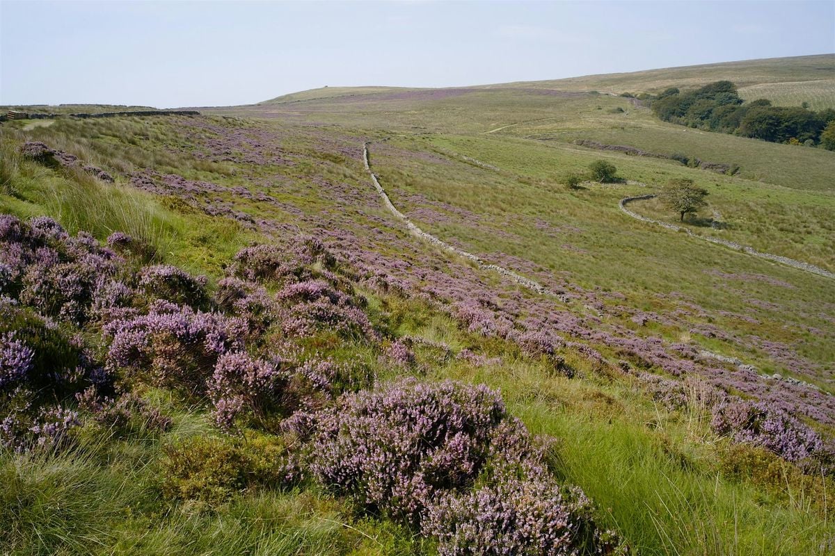 Barrow Bridge and Burnt Edge walk at Smithills Estate, 31 August | Event in Bolton | AllEvents