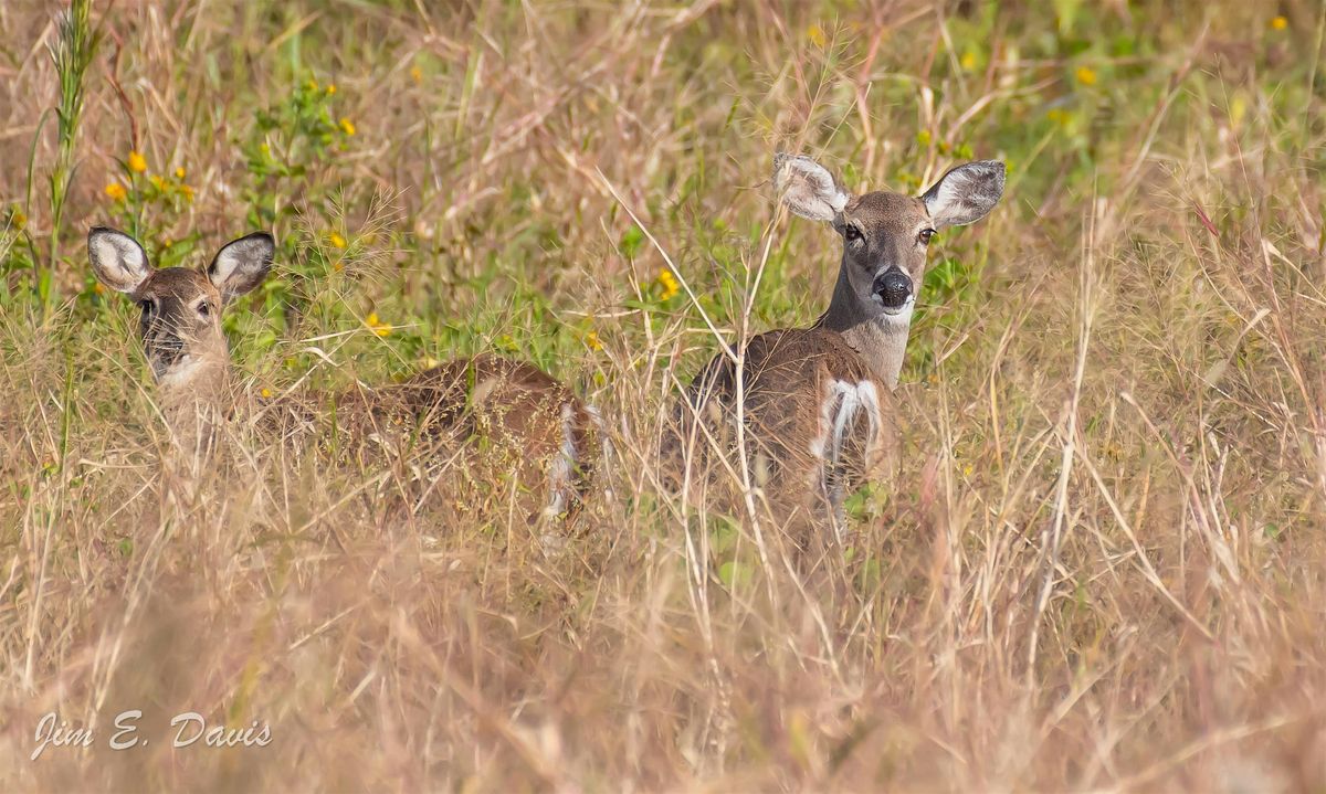 WISE Nature Walks - Half Moon, 23 May | Event in Lake Pansasoffkee | AllEvents