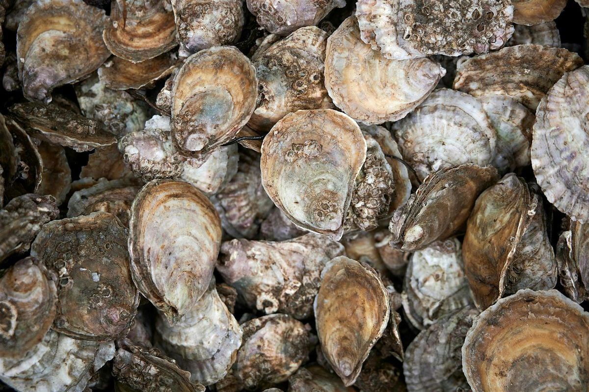 Restoration Forth Oyster Biosecurity, 15 October | Event in Edinburgh | AllEvents