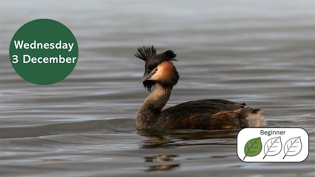 Urban Birding: Winter Birds, 3 December | Event in Killingworth | AllEvents