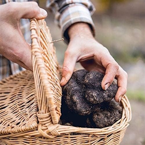 Hunting Truffles in the PNW, 8 October | Event in Everett | AllEvents