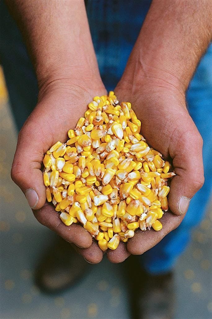 Talbot County Agronomy Program Sponsorship - 2025 Corn Crop, 14 January | Event in Easton | AllEvents