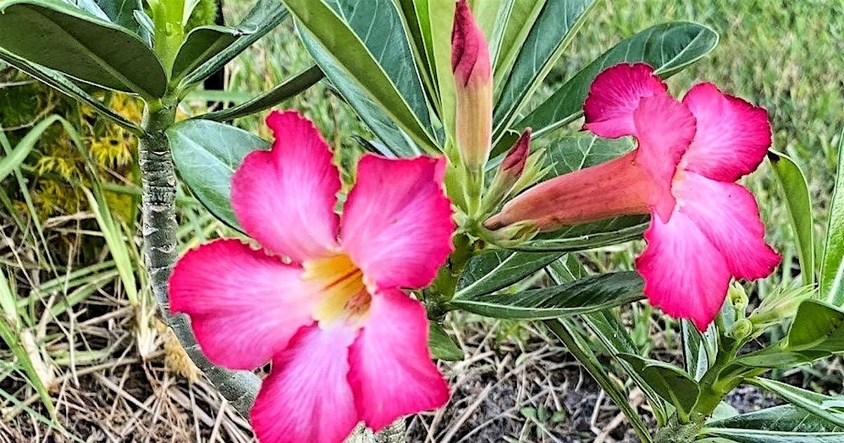 9/8/2025  Examining the Desert Rose, 8 September | Event in New Port Richey | AllEvents