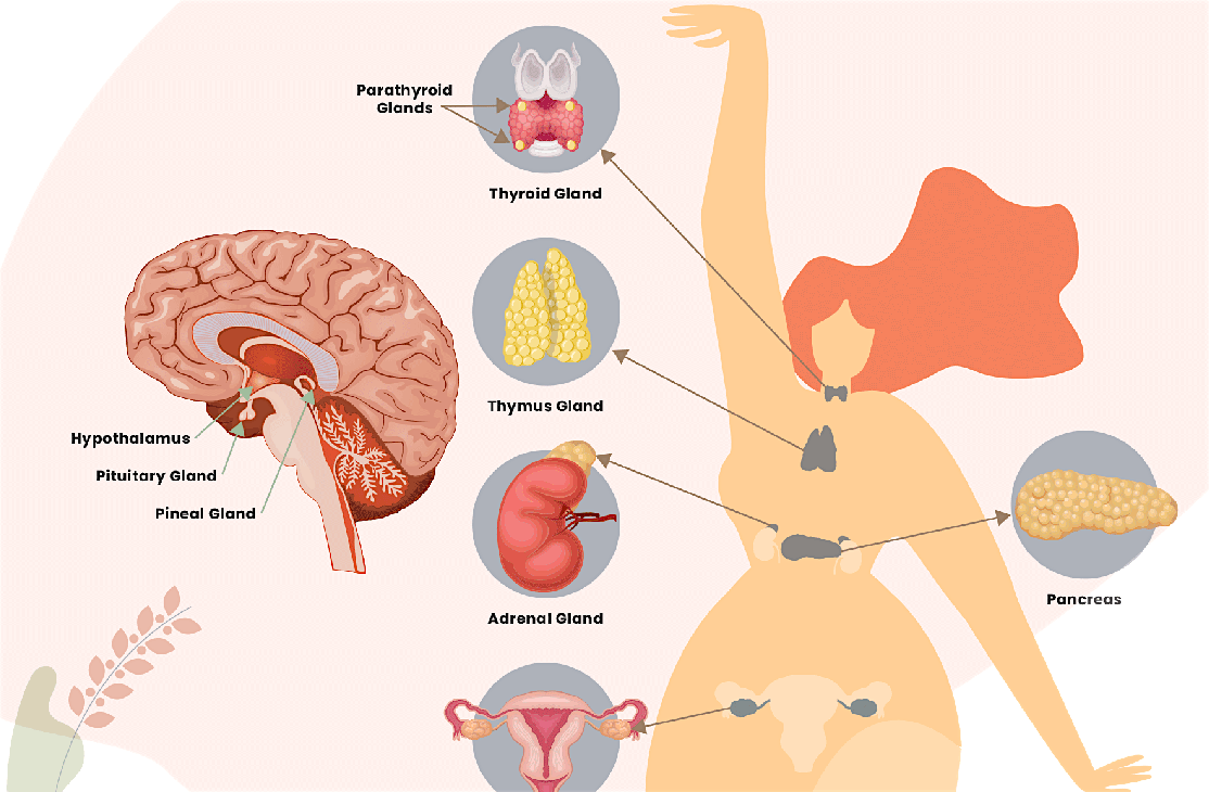 Understanding Your Thyroid! Live with Shivani Doctor, 24 September | Event in Herndon | AllEvents