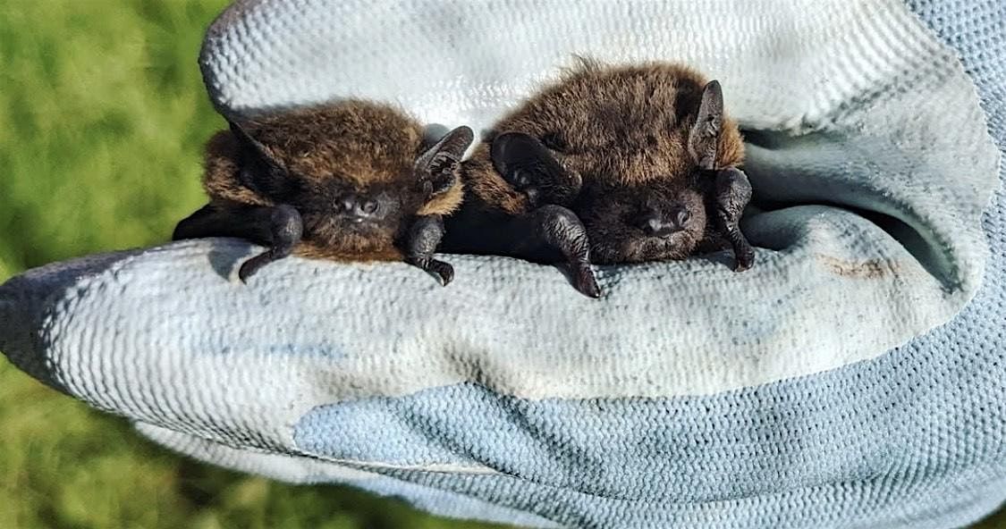 Bat Walk, 17 October | Event in Falmouth | AllEvents