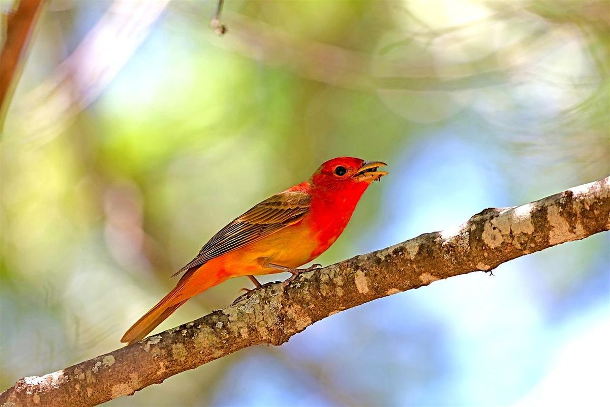 Birding the Eno - Summer Migration Bird Walk & ID Program, 22 June | Event in Hillsborough | AllEvents
