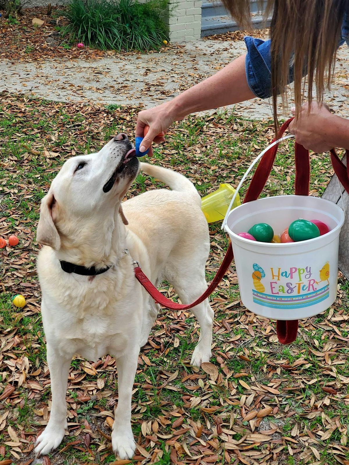 4th Annual B(egg)ing for MORE-Dog Easter Egg Hunt!, 28 March | Event in Middleburg | AllEvents