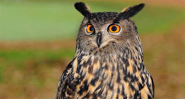 Boulder Open Space Presents: Owls of Boulder County, 18 October | Event in Louisville | AllEvents