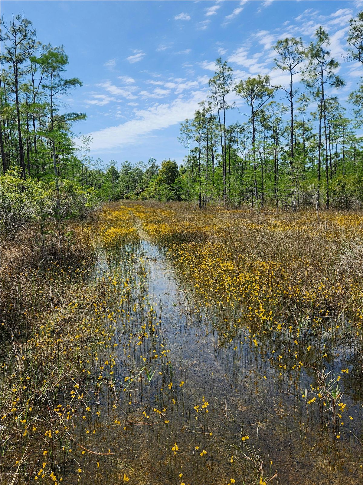 Guided Walk: CREW Flint Pen Strand Trails (Yellow North Trail), 11 March | Event in Bonita Springs | AllEvents