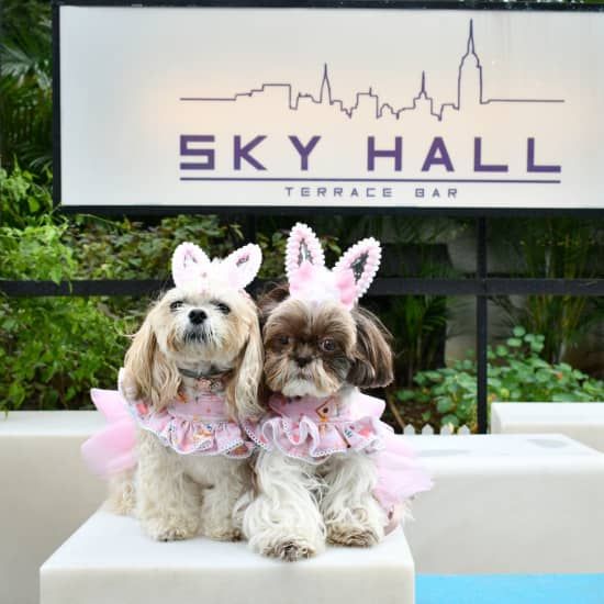 Pet Brunch 20ª Edição - Páscoa Encantada | Event in São Paulo | AllEvents