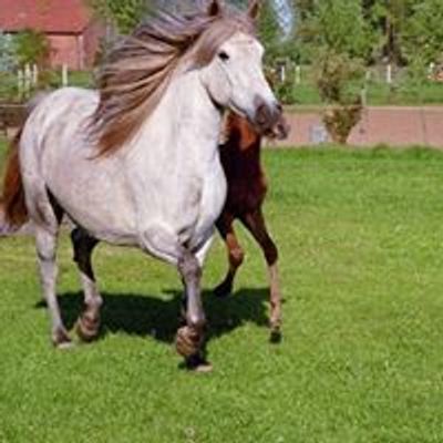 Camargue-Pferde an der Issel