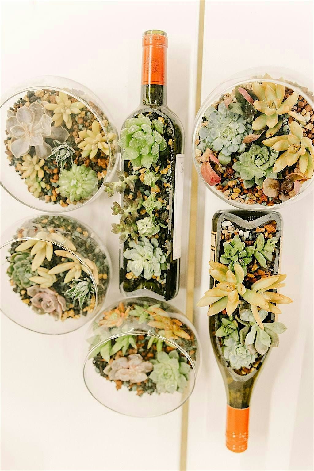Pints & Plants - Succulent Terrarium Building Workshop, 9 August | Event in Boston | AllEvents