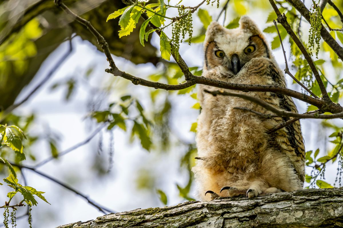 Science Saturday: Birds of Prey, 6 September | Event in Trenton | AllEvents