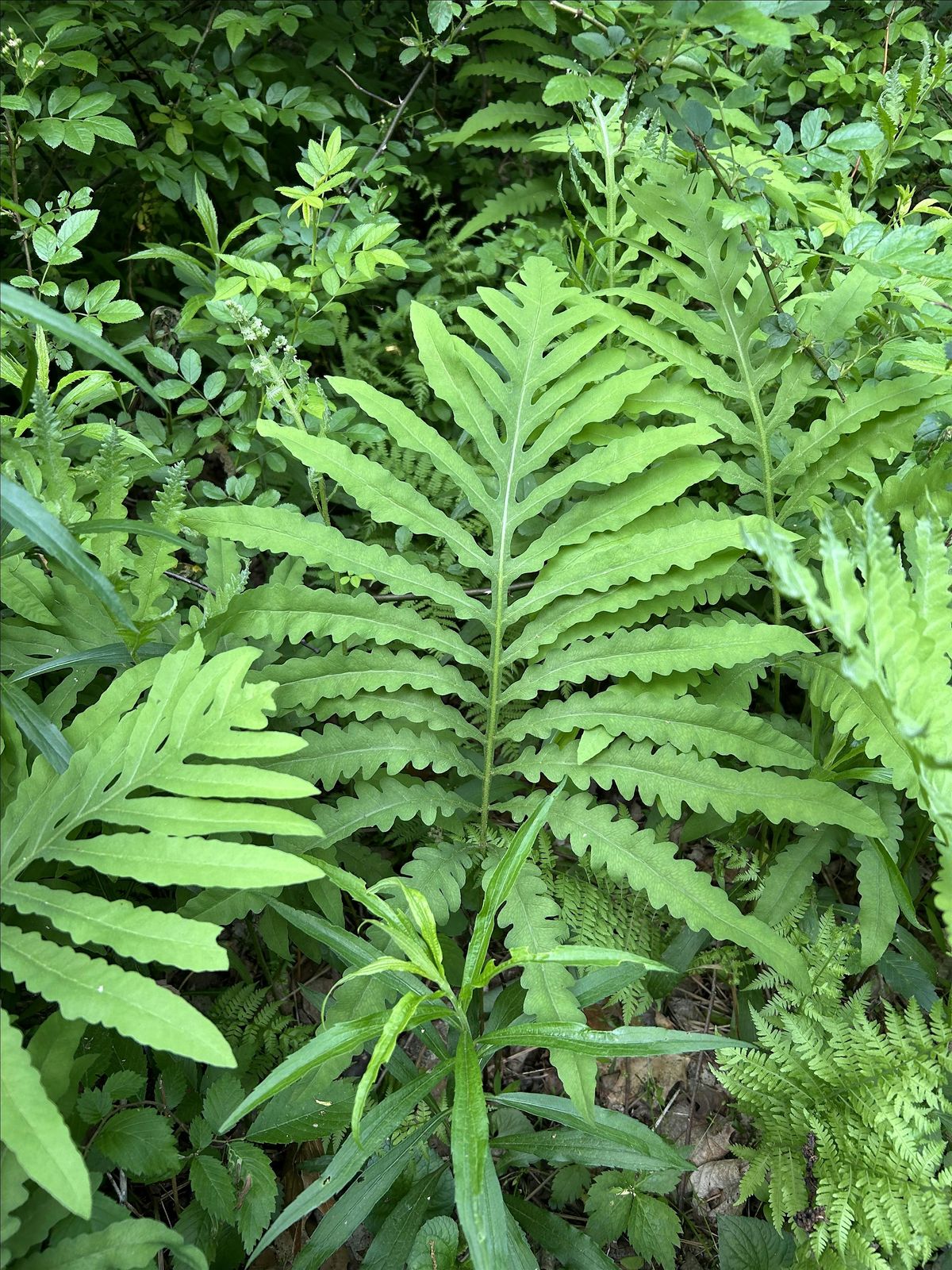 Hays Woods Ranger Guided Hike- Foraging and Botany, 6 July | Event in Pittsburgh | AllEvents
