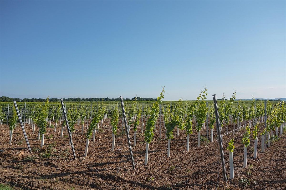 Vineyard Practices for Success: From Bird Control to Trellis Systems, 16 October | Event in Dobson | AllEvents