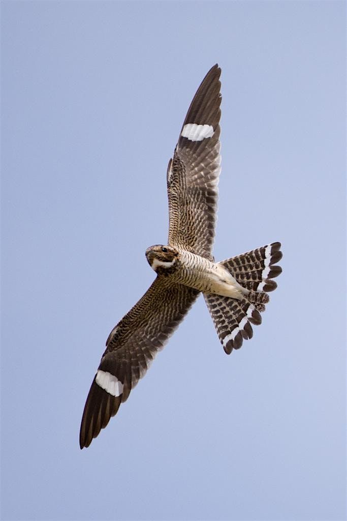 Nightjar Jaunt at Carolina Sandhills National Wildlife Refuge, 7 June | Event in McBee | AllEvents