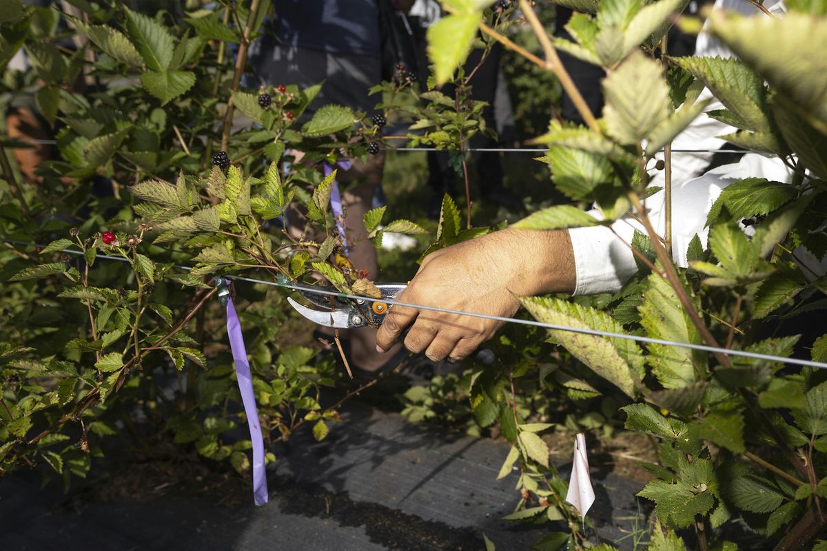 10-04-2025 - Live Demonstration: Propagation & Repotting Your Plant, 4 October | Event in Wesley Chapel