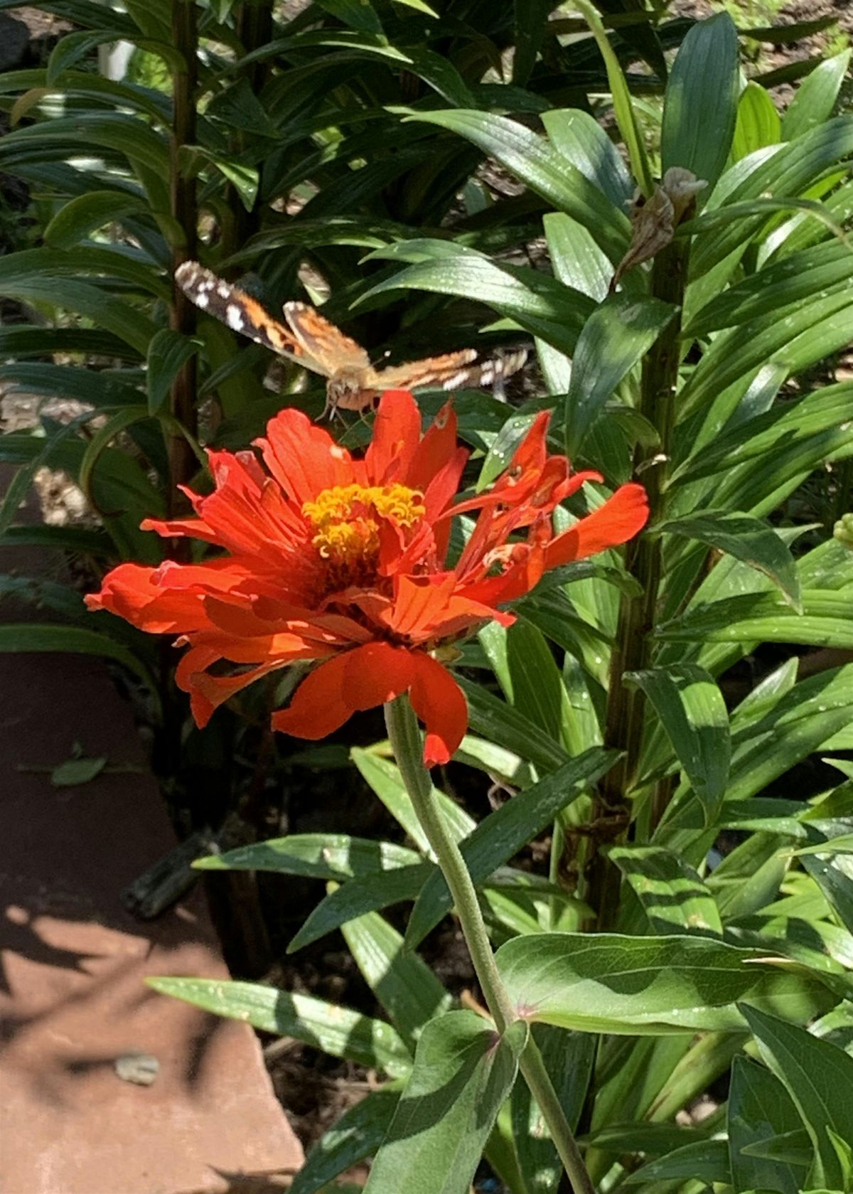 Creating Pollinator Habitat Class and Lima Pollinator Garden Tour 7/21/2025, 21 July | Event in Centennial