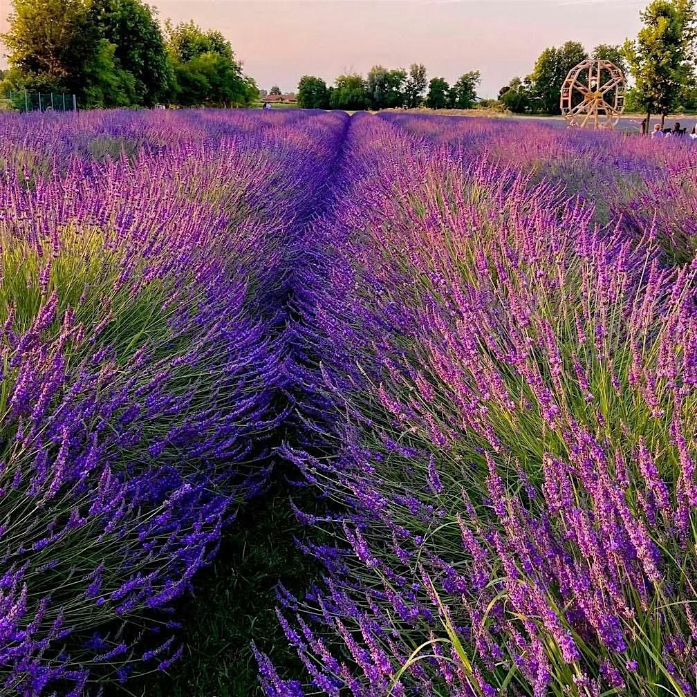 Yoga Nel Campo di Lavanda, 27 June | Event in Fiesso | AllEvents