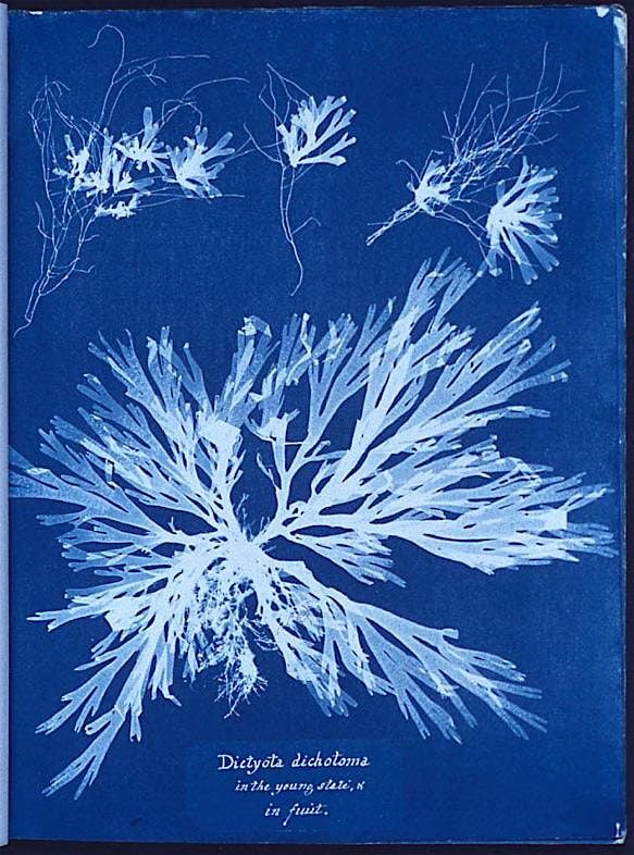 Gweithdy Argraffu  Cyanotype Printmaking Workshop, 6 December | Event in Pwllheli | AllEvents