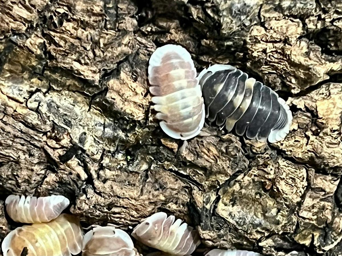 Isopod Breeding and Ecosystem Workshop by A Good Place, 9 October | Event in Queenstown | AllEvents