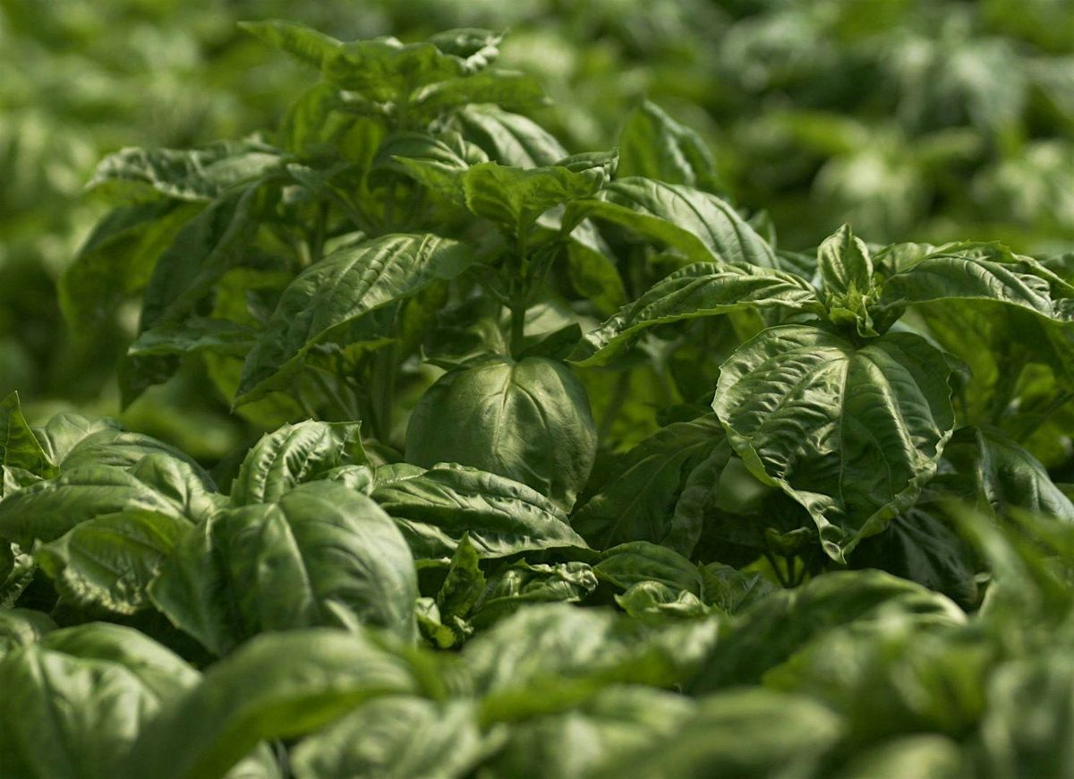 Growing, Cooking and Preserving Herbs, 20 September | Event in Tavares | AllEvents