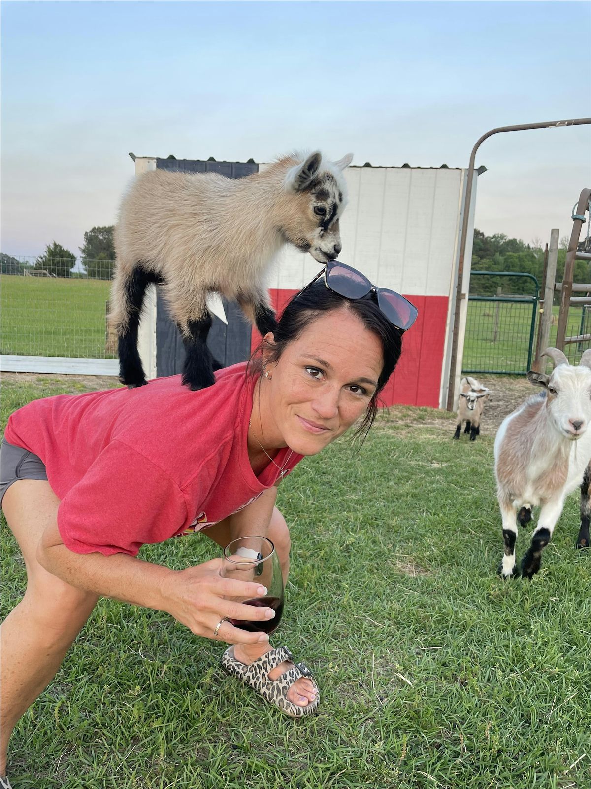 Goat Yoga at 6 Jacksons Farm - Sunset session BYO Wine!!, 6 June | Event in Overton | AllEvents
