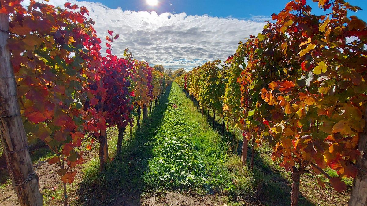 Vino e Virtù: From the Hills of Friuli-Venezia Giulia, 25 July | Event in Pinellas Park | AllEvents