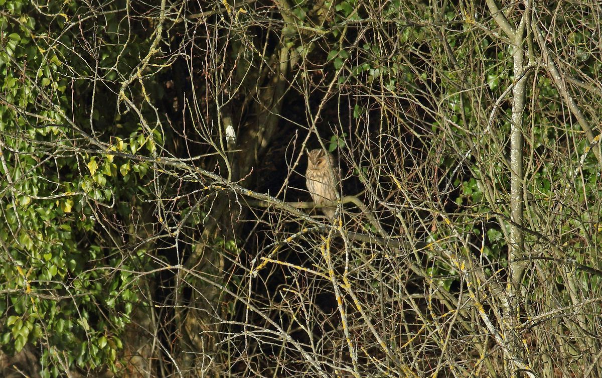 Owls of Deeping Lake and Nene Wash, 21 February | Event in peterboro | AllEvents