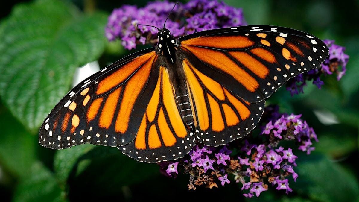 Monarch Butterfly Tag and Release - Saturday 9/20 - 2:00 PM Session, 20 September | Event in Livonia | AllEvents