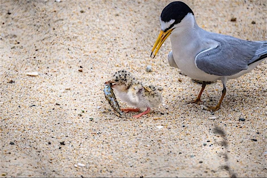 OCH Least Tern Preserve Coastal Dune Restoration, 16 October | Event in Huntington Beach | AllEvents